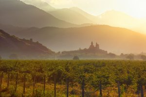 Wine tour to the Kakheti region