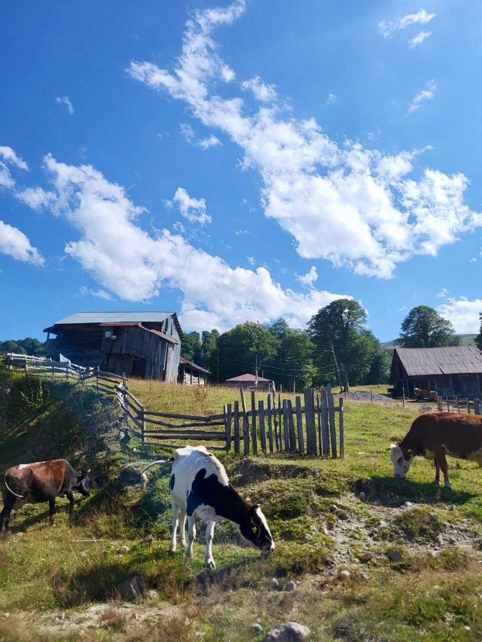 12-Day Classic Cultural Tour of Georgia