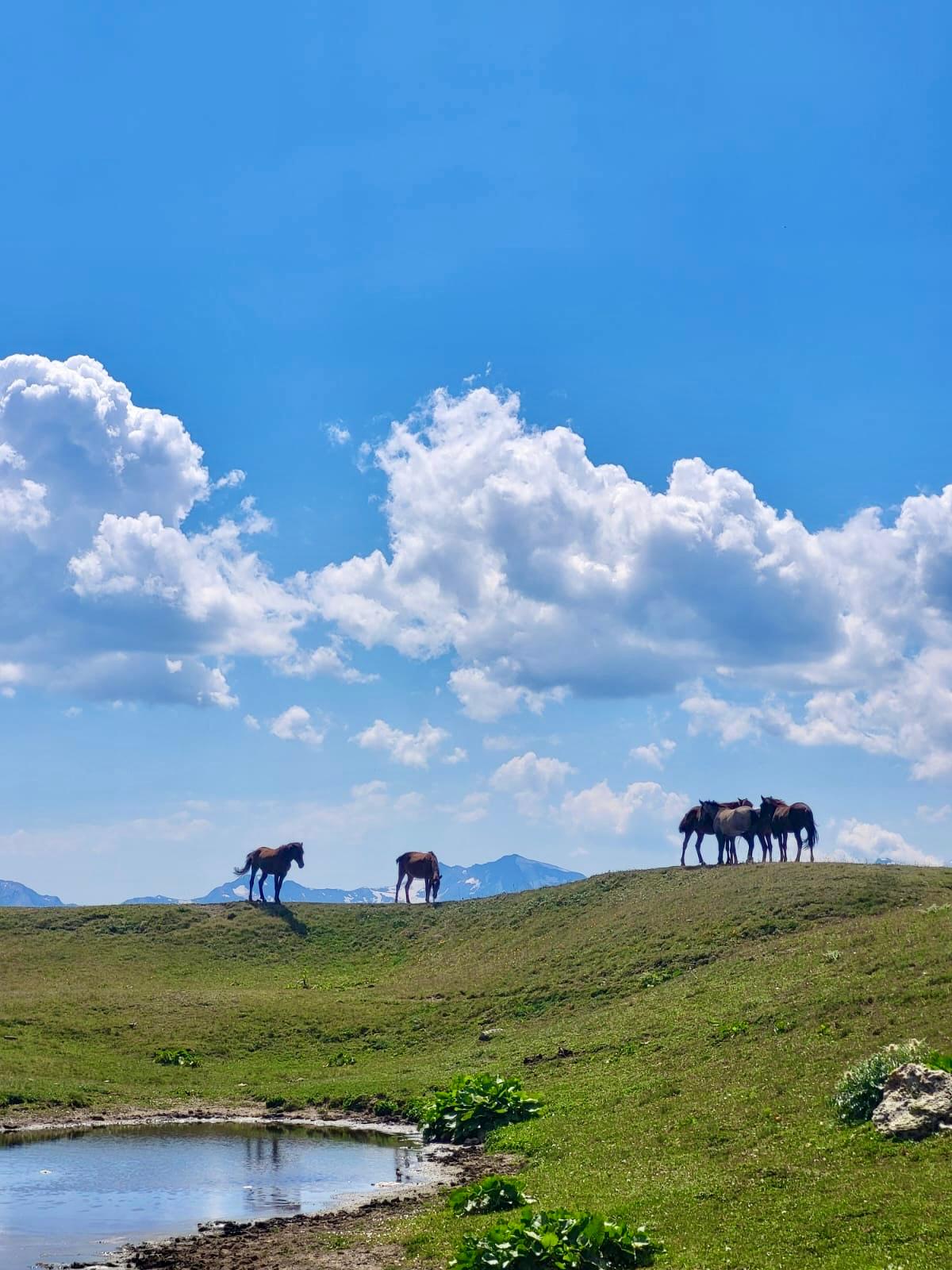 4-Day Svaneti Hiking Tour from Tbilisi