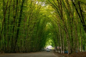 Gechresh forest in Quba Azerbaijan